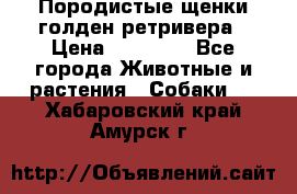 Породистые щенки голден ретривера › Цена ­ 25 000 - Все города Животные и растения » Собаки   . Хабаровский край,Амурск г.